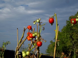 tomatoes