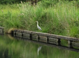 Heron near lock 50