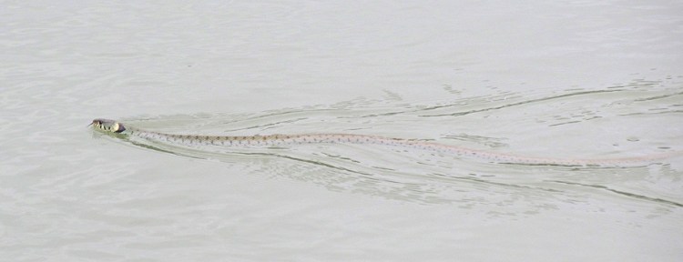 Montauban port snake